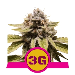 Triple G - Royal Queen Seeds