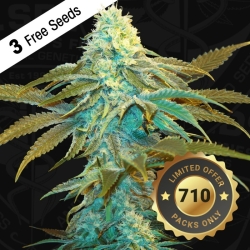 Vanilla Sundae 710 special pack - T.H. Seeds