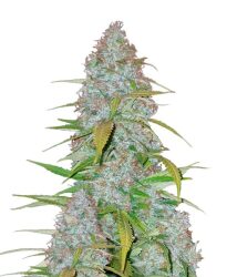 Fast Buds – Californian Snow