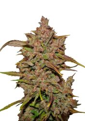 Fast Buds – Crystal Meth