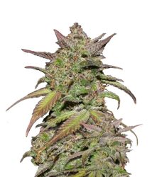 Fast Buds – Smoothie Automatic