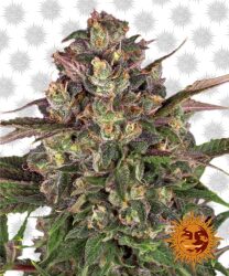 Barney’s Farm Peyote Critical