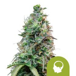 Royal Queen Seeds Amnesia Haze Auto autoflowering cannabis seeds