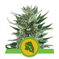 Royal Queen Seeds Royal Cheese Auto autoflowering cannabis seeds