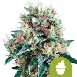 Royal Queen Seeds Royal Creamatic autoflowering cannabis seeds