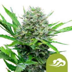 Royal Queen Seeds Royal Bluematic autoflowering cannabis seeds