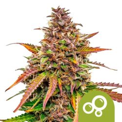 Royal Queen Seeds Bubblekush Auto autoflowering cannabis seeds