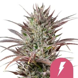 Royal Queen Seeds North Tunderfuck feminized cannabis seeds