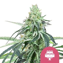 Royal Queen Seeds Wedding Gelato feminized cannabis seeds