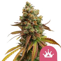 Royal Queen Seeds Special Queen feminized cannabis seeds