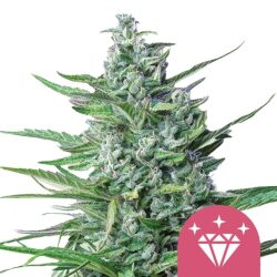 Royal Queen Seeds Special Kush feminized cannabis seeds