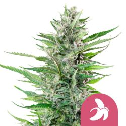 Royal Queen Seeds Fat Banana feminized cannabis seeds