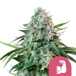 Royal Queen Seeds Hulk Berry feminized cannabis seeds