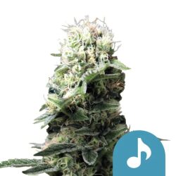 Royal Queen Seeds Dance World CBD cannabis seeds