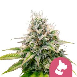 Royal Queen Seeds Kali Dog feminized cannabis seeds