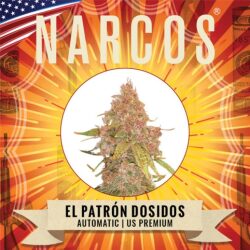 Narcos El Patrón Dosidos Autoflowering