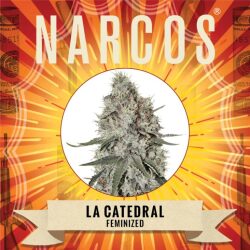 Narcos La Catedral Feminized