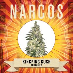 Narcos Kingping Kush Feminized