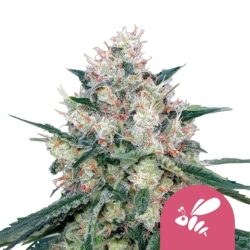 Royal Queen Seeds Honey Cream feminized cannabis seeds