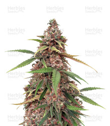 Canalope Haze (DNA Genetics) Cannabis-Samen