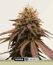 Cherry Grapefruit Autoflower - Kera Seeds