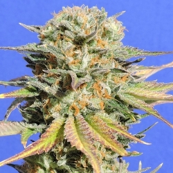 Bruce Banner #3 - Original Sensible seeds