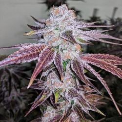 Frosted Cherry Cookies - Relentless Genetics