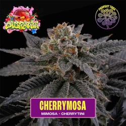 Cherry Mosa - Perfect Tree Seeds