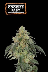 Cookies Fast - SeedStockers