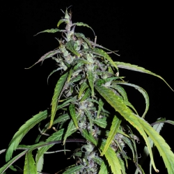 Lao Highland Tribe regulär - Khalifa Genetics