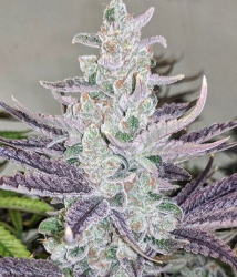 Purple Valley Grapes regulär - Relentless Genetics