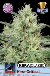 Kera Critical - Kera Seeds