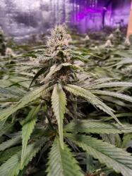 Strawberry Sour Diesel - Devil's Harvest Original Seeds