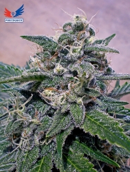 Super Cheese - Positronics Seeds