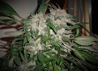 White Widow Express Auto - Phoenix Seeds