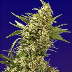 AK Automatic - Spliff Seeds