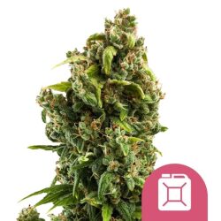 Royal Queen Seeds Sour Diesel feminized cannabis seed