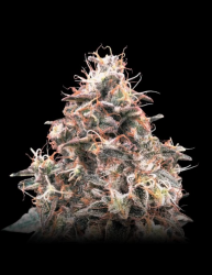 Auto Forbidden Fruit Cake - Advanced Seeds