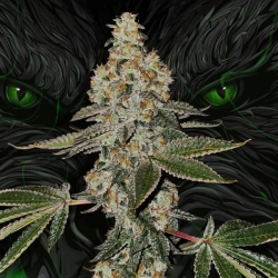 Beasty - T.H. Seeds