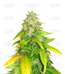 HulkBerry feminisierte Samen (Royal Queen Seeds)