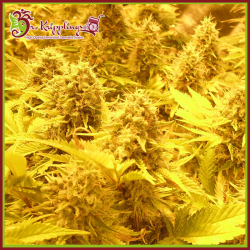 Choc Matic Auto - Dr Krippling Seeds