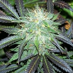 Black Buddha - Sagarmatha Seeds