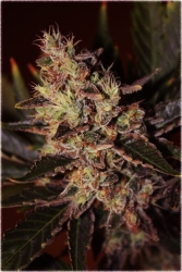 Black Russian - Delicious Seeds