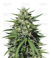 Royal Cookies Automatic (RQS) Cannabis-Samen