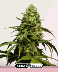 Dutch Power - Kera Seeds