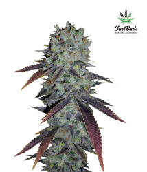 Fastberry Auto - FastBuds Seeds