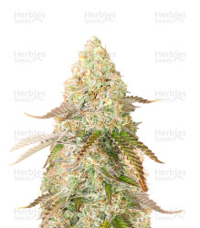 Medical Buddha (Kera Seeds) Cannabis-Samen