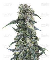 Strawberry Banana (Big Head Seeds) Cannabis-Samen