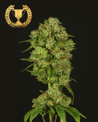 Casey Jones - Devil's Harvest Seeds