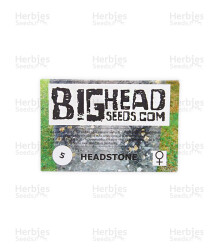 Headstone (Big Head Seeds) Cannabis-Samen